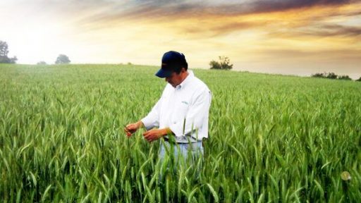 ingeniero-agro
